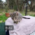 Photo of Archie
