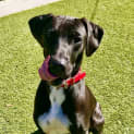 Photo of D848 Tooby