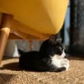 Photo of Alfie   Located In Clifton Hill