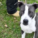 Photo of Buddy 35152
