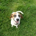 Photo of Rusty