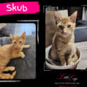 Photo of Skub