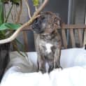 Photo of Enzo
