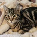 Photo of Elvis Located In Templestowe