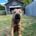 Photo of Odin