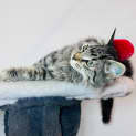Photo of Herbie Located In Preston