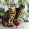 Photo of Ben & Kris Located In Preston