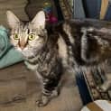 Photo of Jellybean