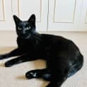 Photo of Merlin