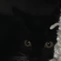 Photo of Maverick
