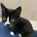 Photo of Pirate
