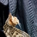 Photo of Opal