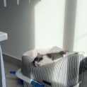 Photo of Lily