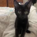 Photo of Venitia **2nd Chance Cat Rescue**