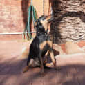 Photo of Archie