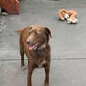 Photo of Teddy 