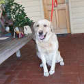 Photo of Captain