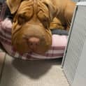 Photo of Dumpling