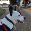 Photo of Harvey