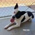 Photo of Harvey