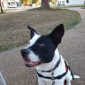 Photo of Harvey