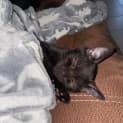 Photo of Jasmine