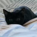 Photo of Jasmine