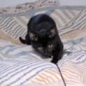 Photo of Jasmine