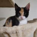 Photo of Celeste