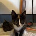 Photo of Suki