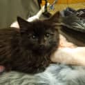 Photo of Shadow 