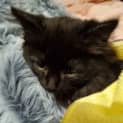 Photo of Shadow 