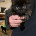 Photo of Shadow 
