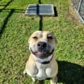 Photo of Boo