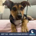 Photo of Taco   4 Month Old German Shepherd X (Trial)