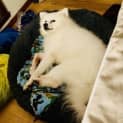 Photo of Koopa