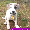 Photo of Valerian Pups