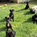 Photo of Valerian Pups