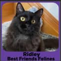 Photo of Ridley