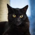 Photo of Truffle