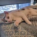 Photo of Floppy