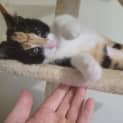 Photo of Celeste