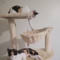 Photo of Celeste