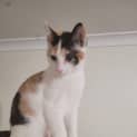 Photo of Calliope