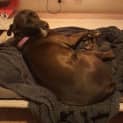 Photo of Xena