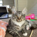 Photo of Milo