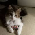 Photo of Kiki Paws