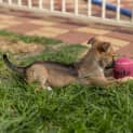 Photo of Shiloh
