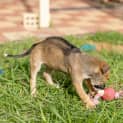 Photo of Shiloh