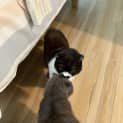 Photo of Jazz And Puds
